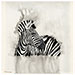 Zebra Sisters